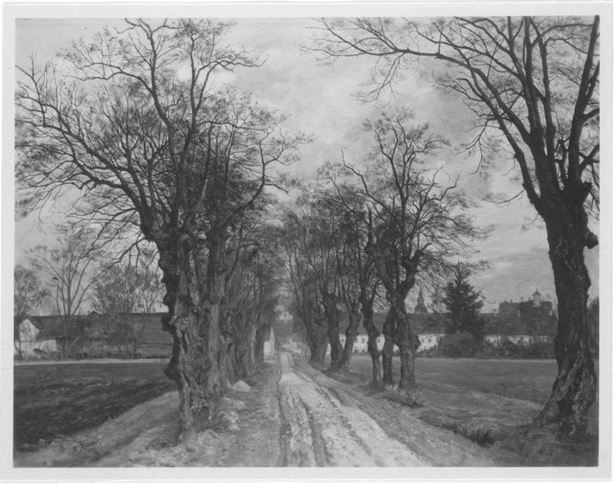 Schleißheimer Linden