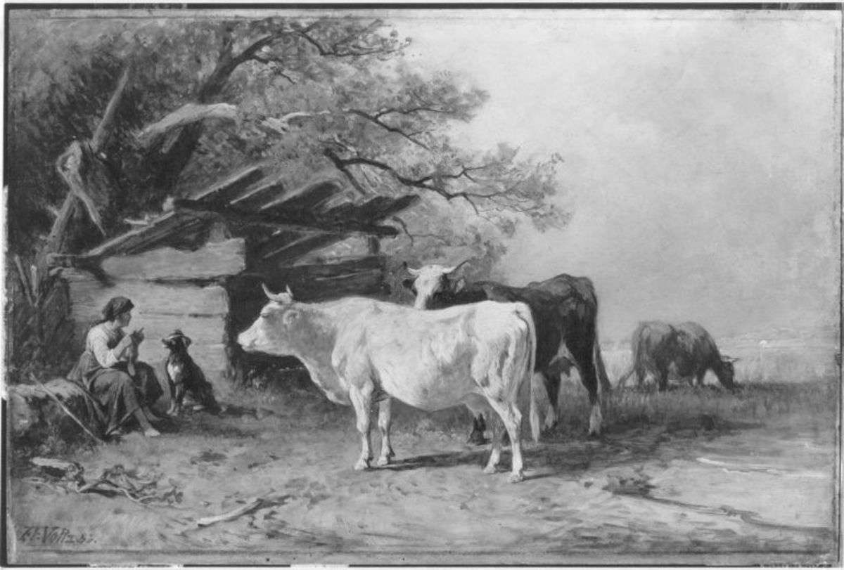 Kühe am Starnberger See