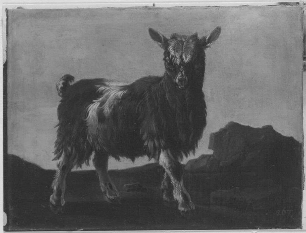 Ziegenböcklein in Landschaft