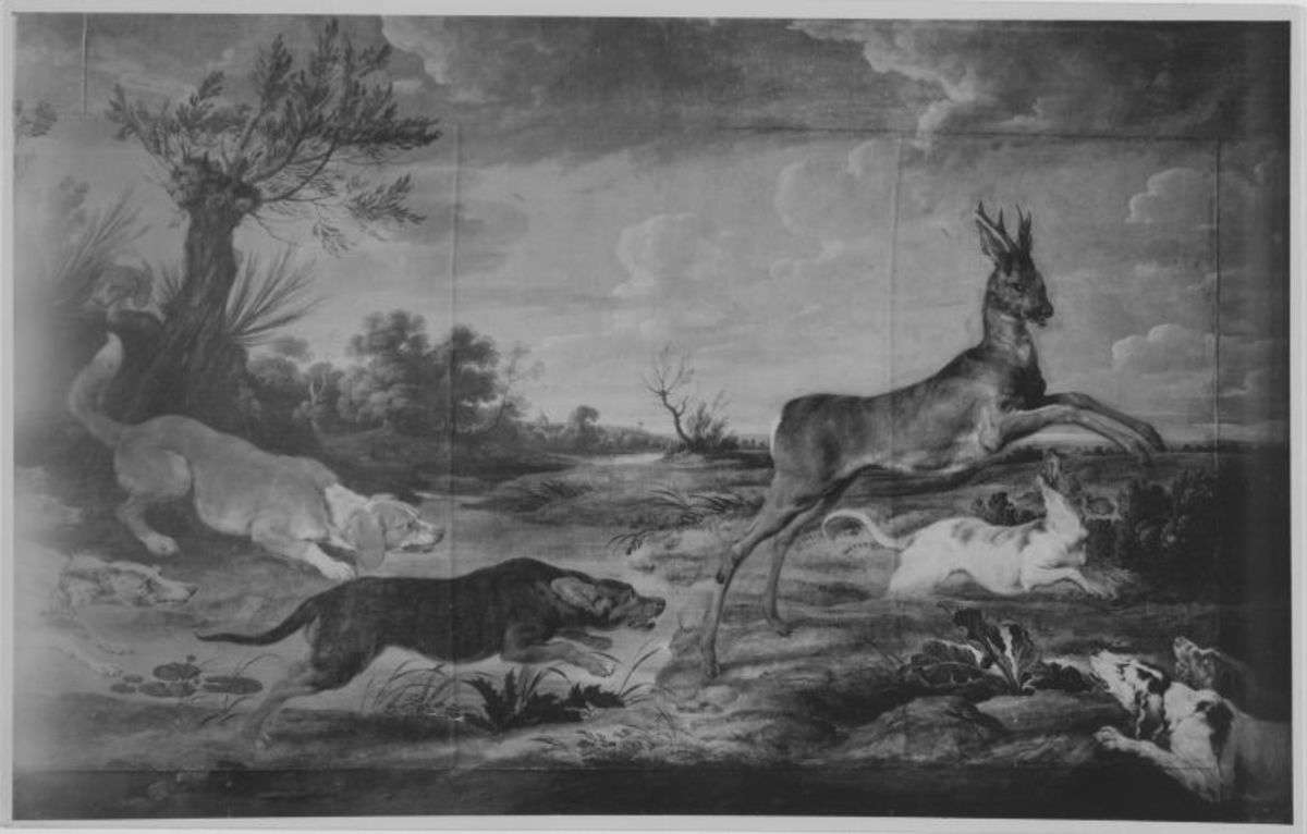 Rehbock von Hunden verfolgt