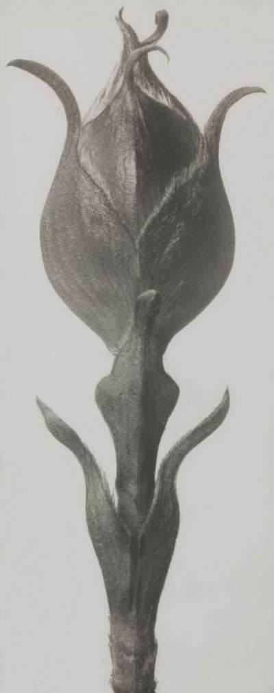 N.N. Blütenknospe