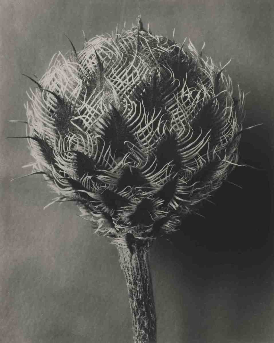 Centaurea kotschyana