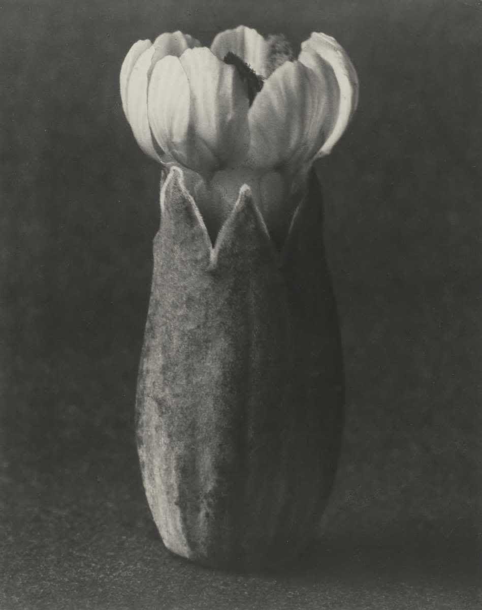 Silene maritima