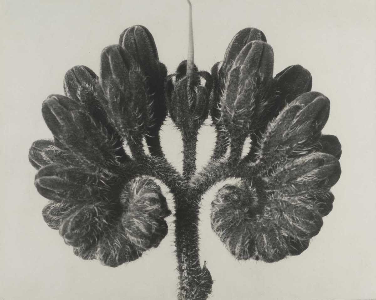 Symphytum officinale