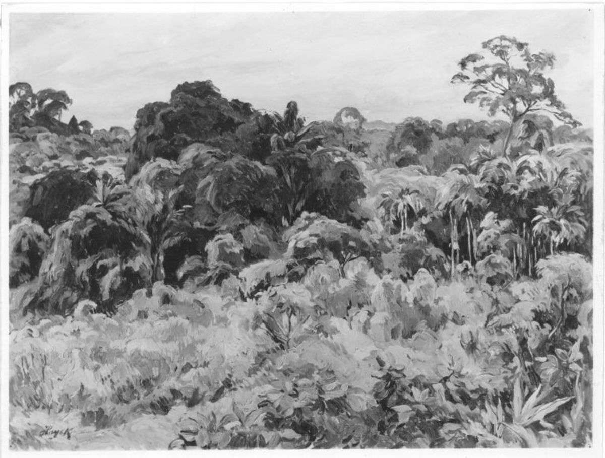 Blick über den Urwald (Sumatra)