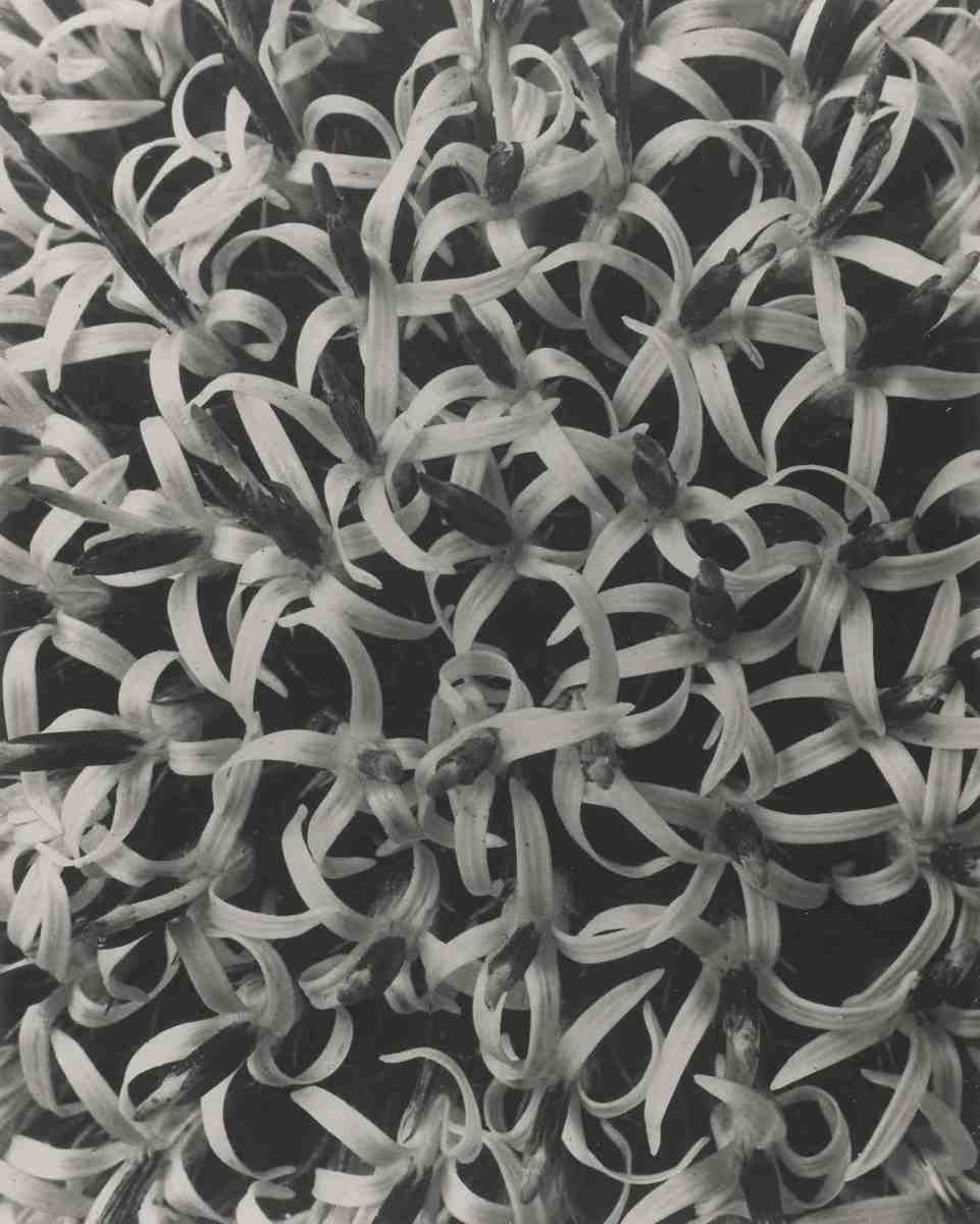 Echinops sphaerocephalus