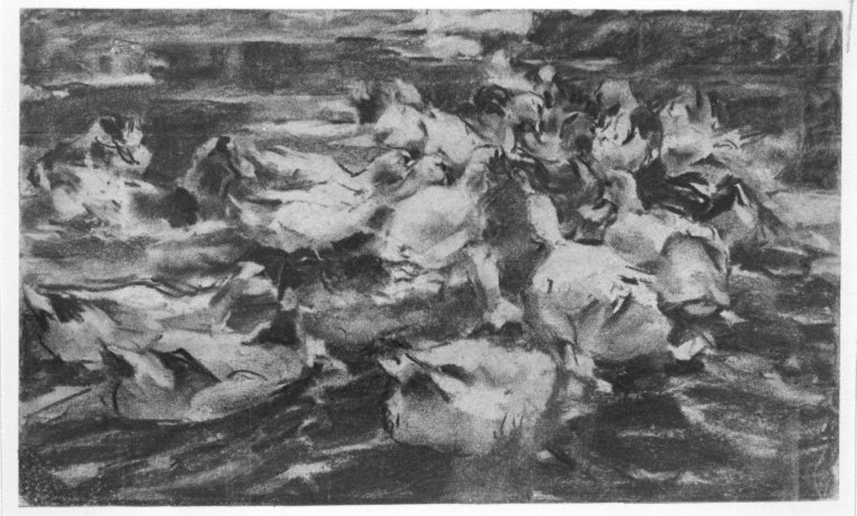 Zum Fressen herbeischwimmende Enten