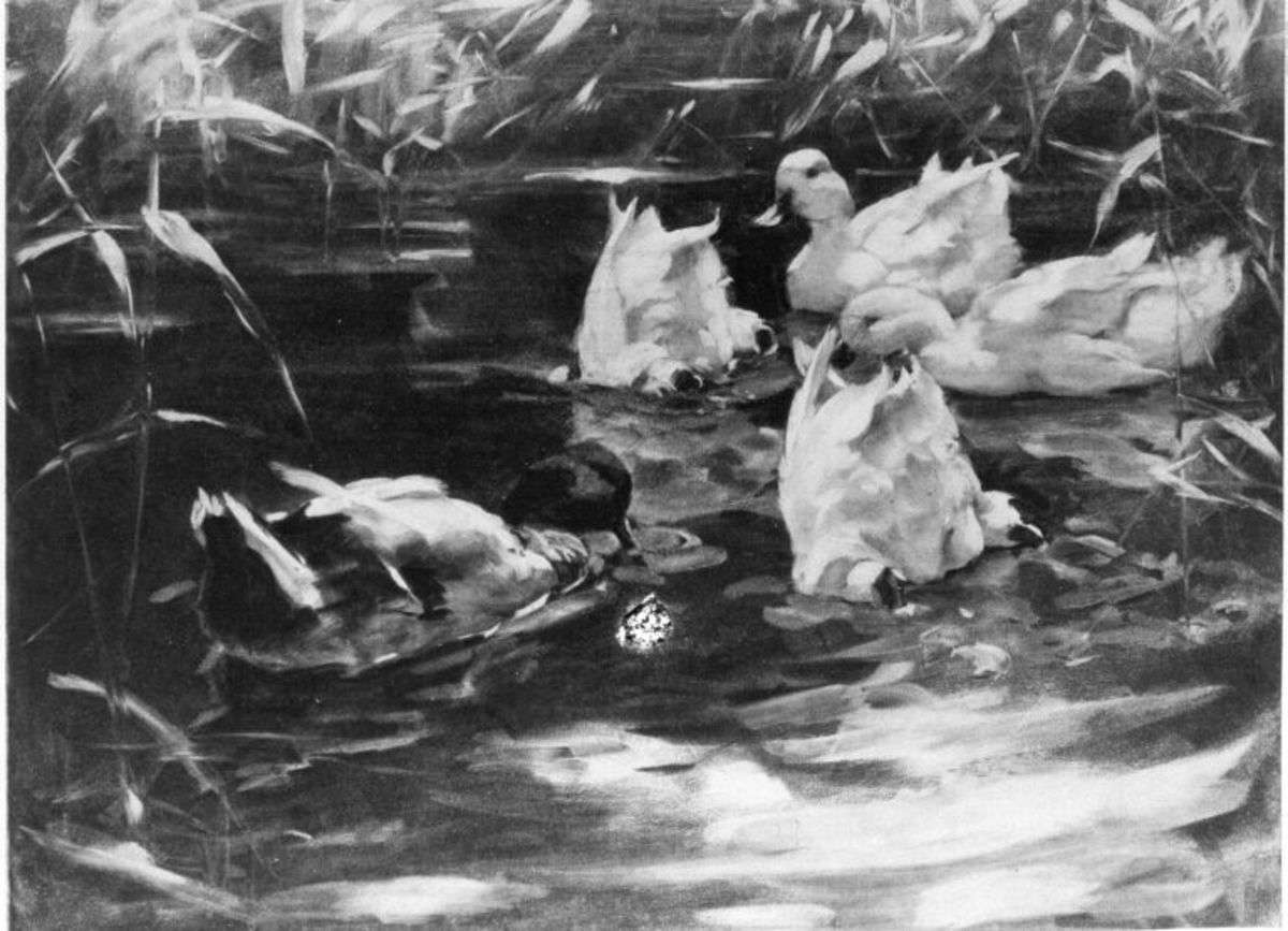 Fünf Enten, zwei davon eintauchend