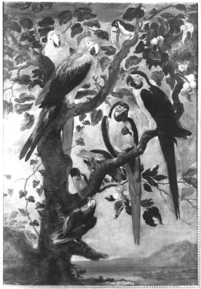 Neun Papageien und Tukane