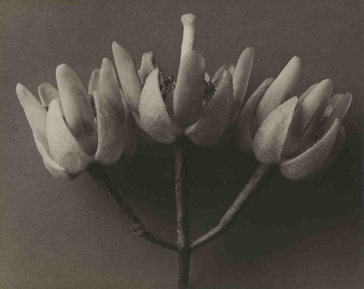 Tilia americana