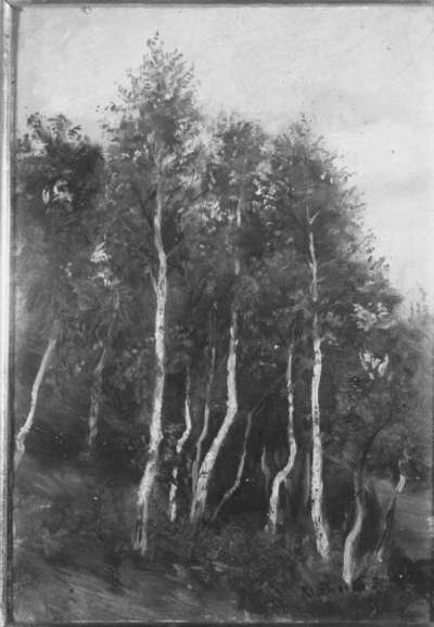 Birkenwald bei Kleinsassen (Rhön)