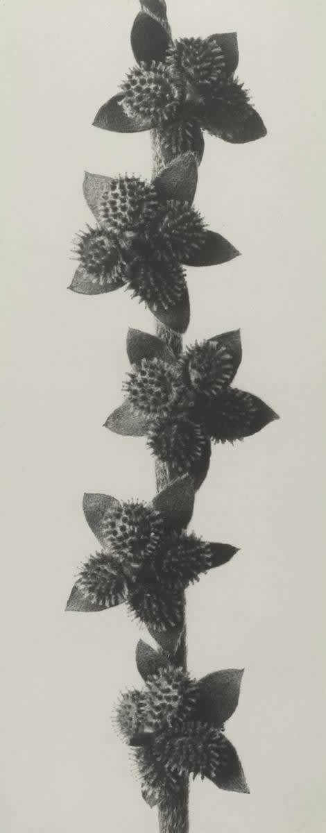 Cynoglossum furcatum