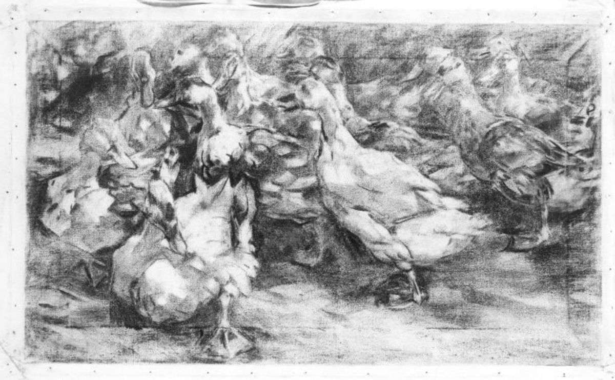 Enten, Kohlestudie XVIII