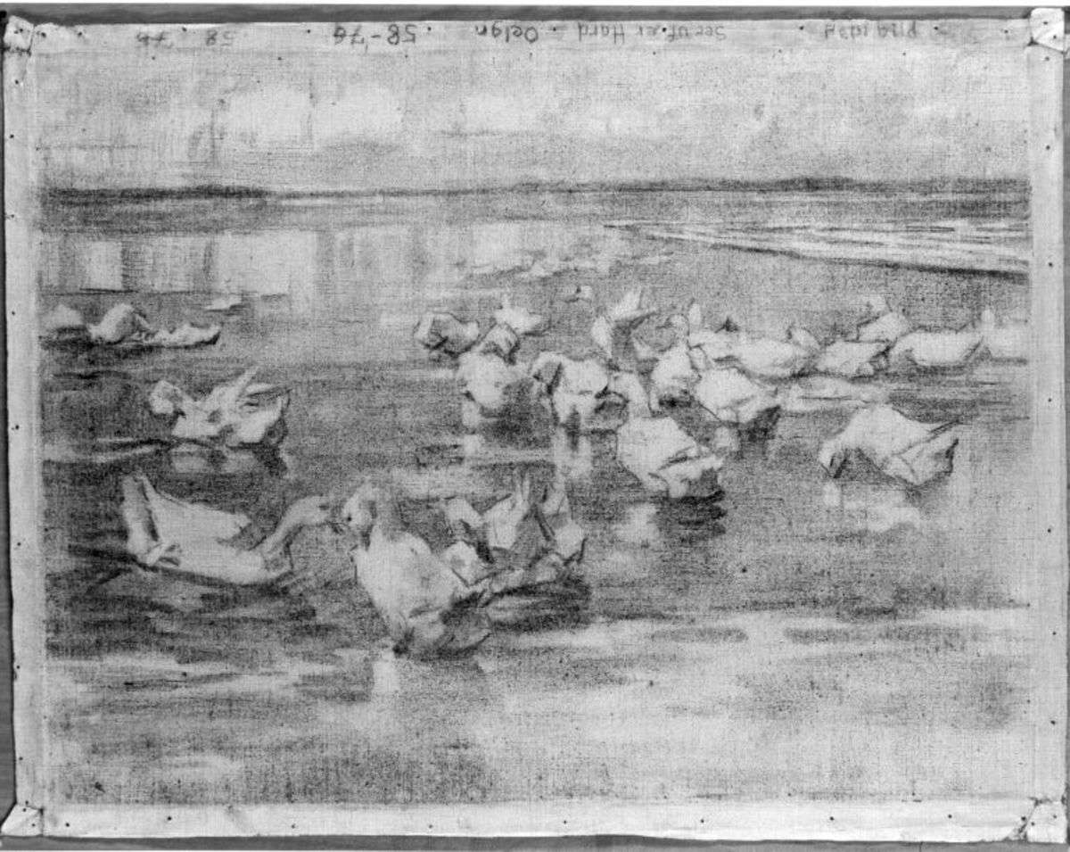 Enten, Kohlestudie XIIII