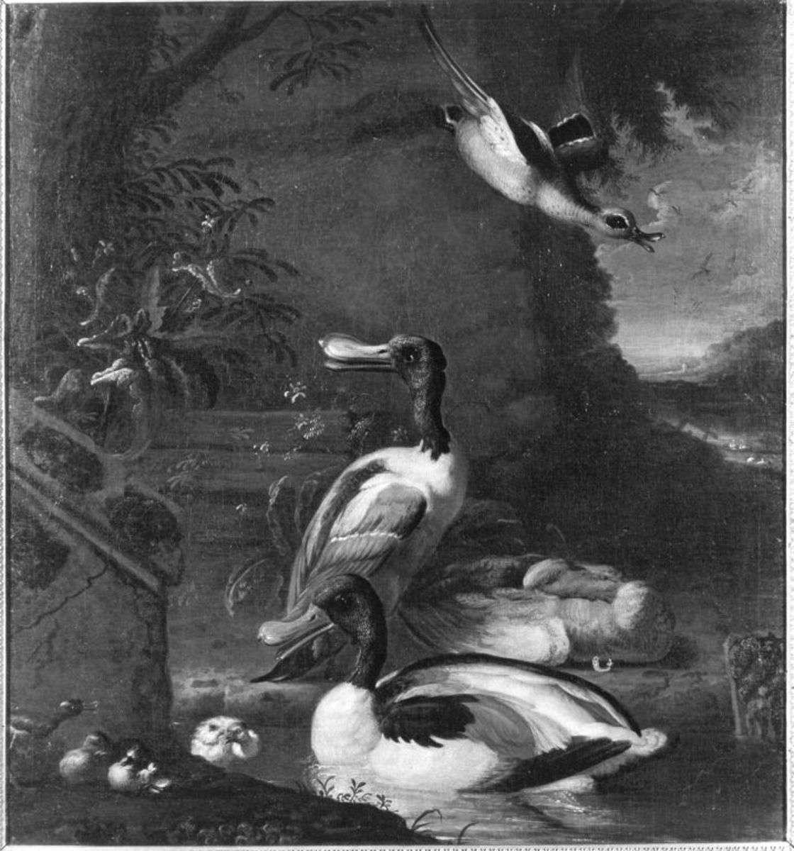 Geflügelstück mit Löffelenten