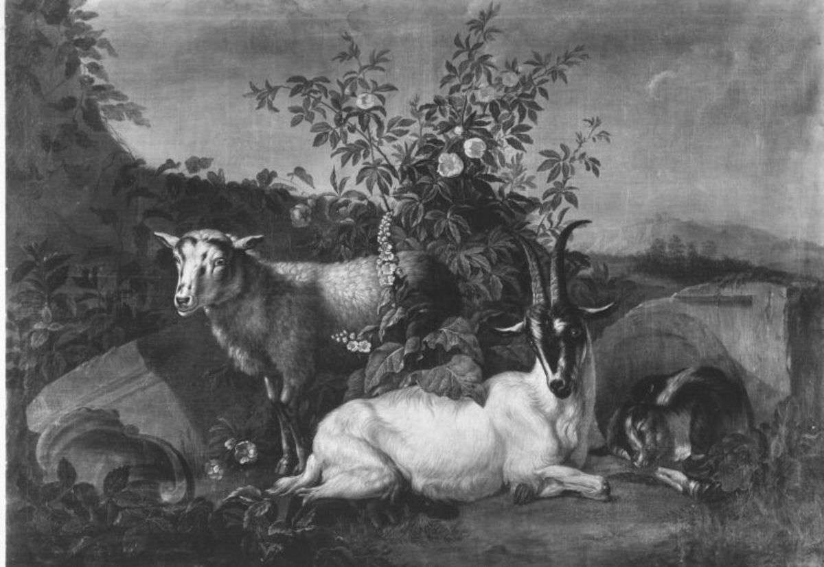 Ruhende Tiere