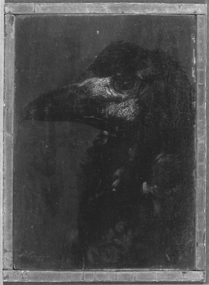 Kopf einer Saatkrähe