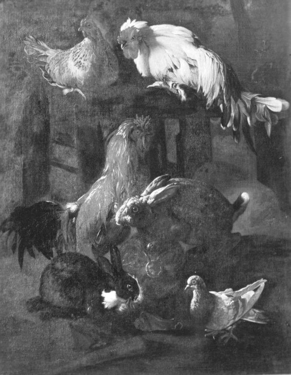 Geflügel und Kaninchen