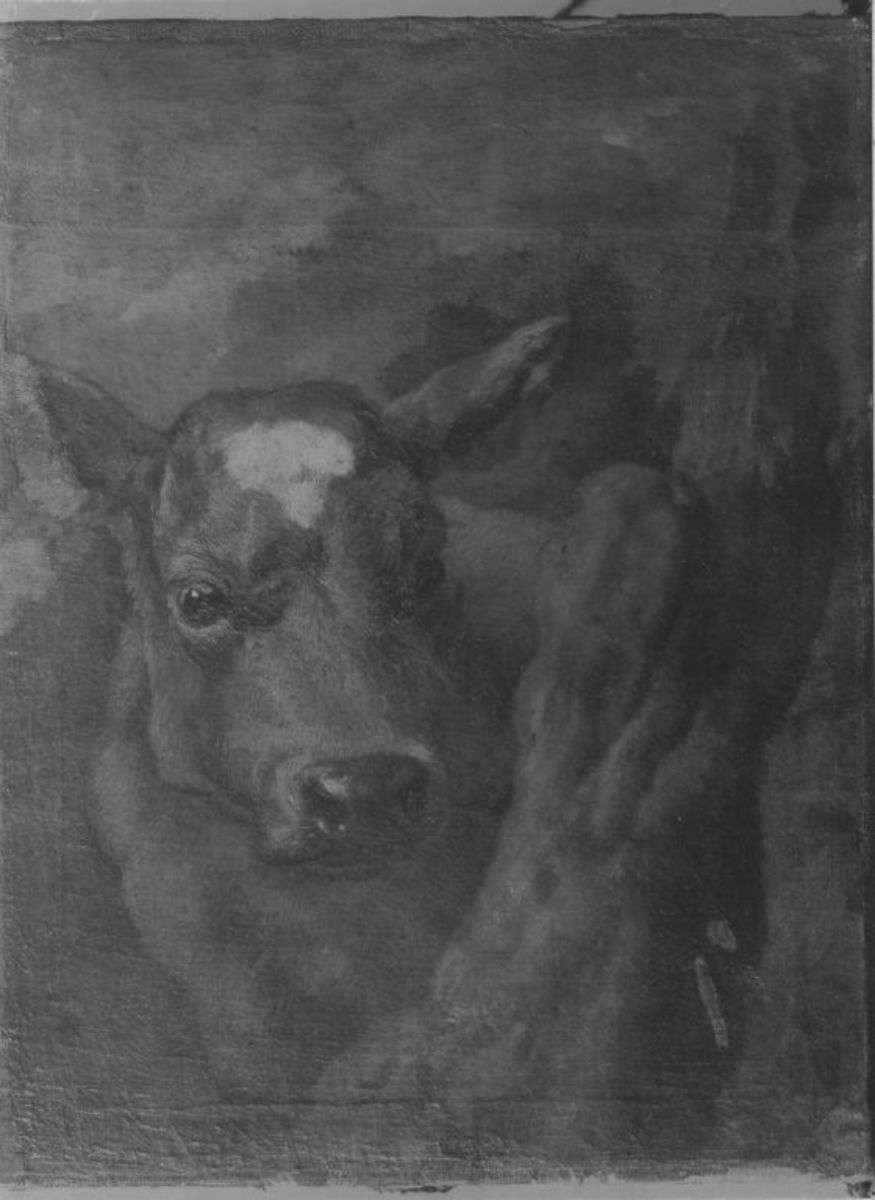 Tierstudie (Kalbskopf)