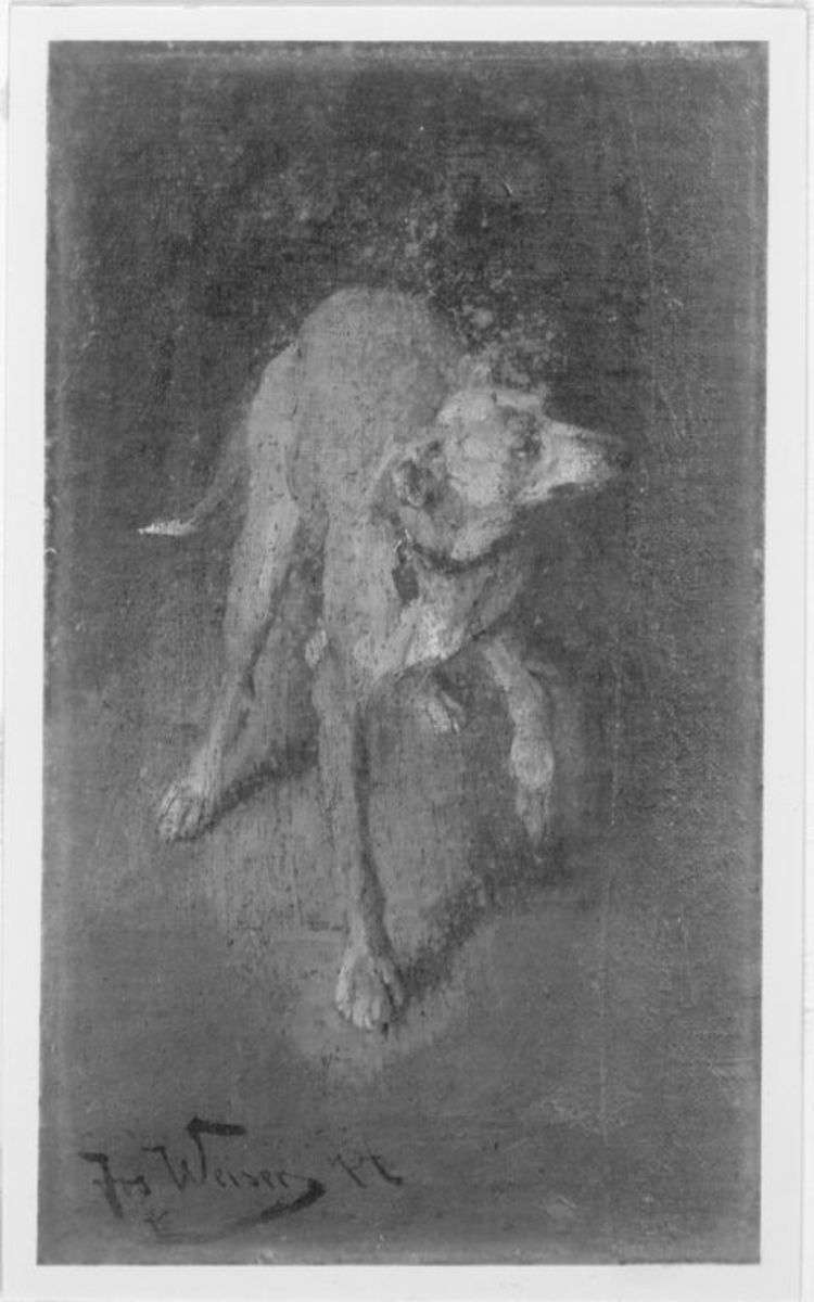 Hund, vorwärts schreitend