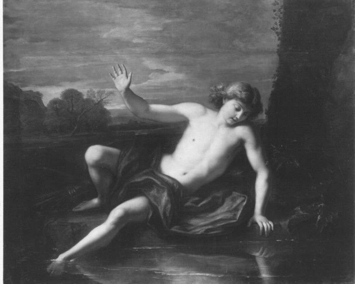 Narcissus