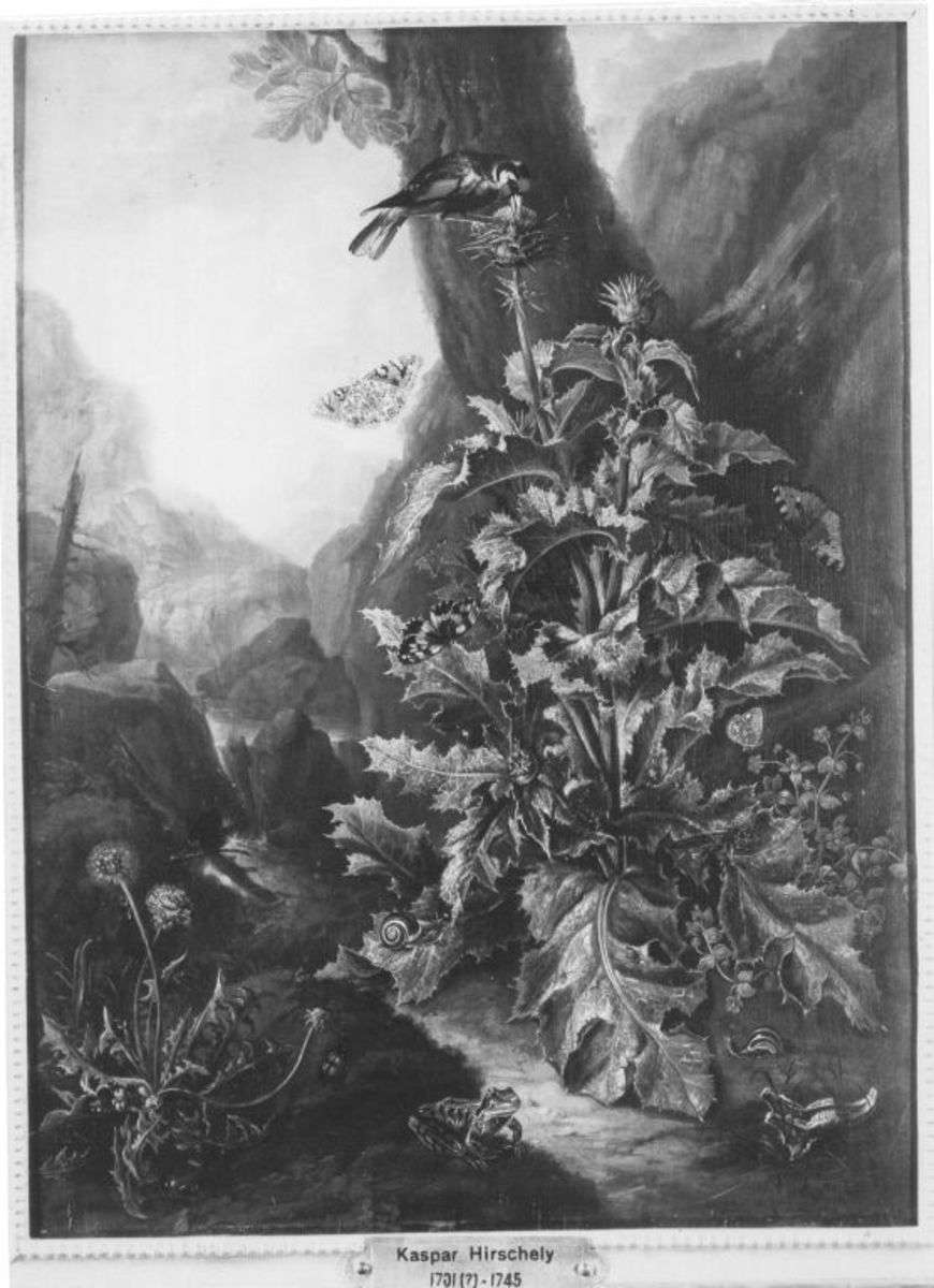 Große Distelpflanze