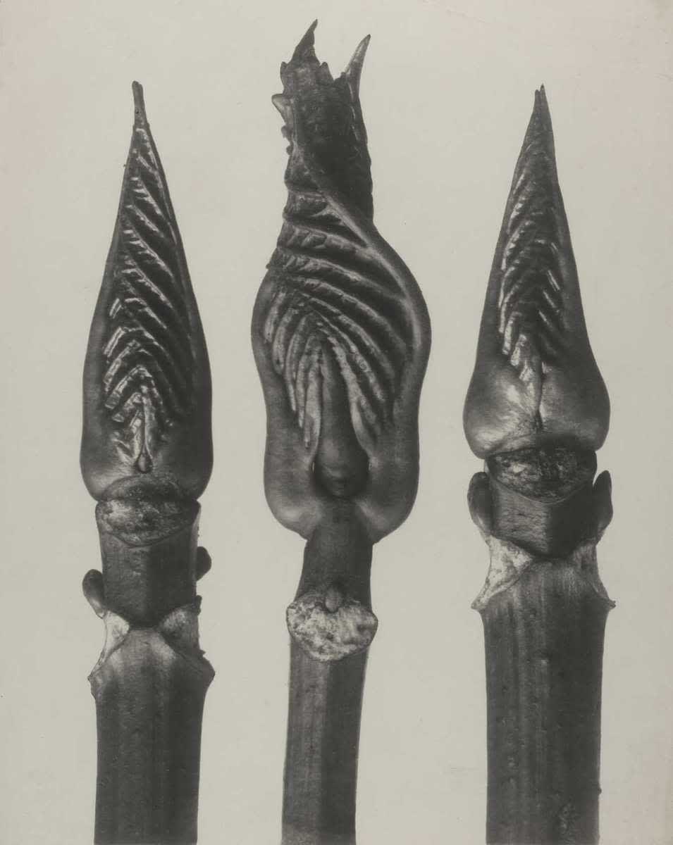 Hydrangea arborescens