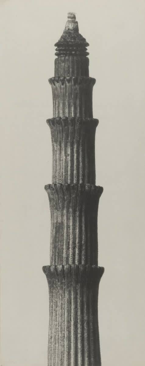 Equisetum hyemale
