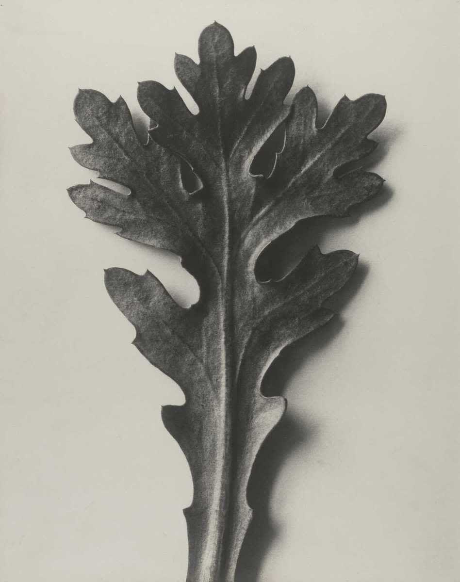 Chrysanthemum segetum