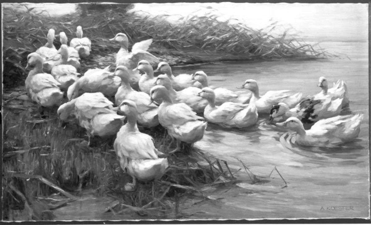 Großer Entenzug aus dem Wasser