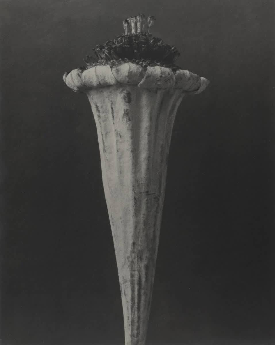 Cotula turbinata