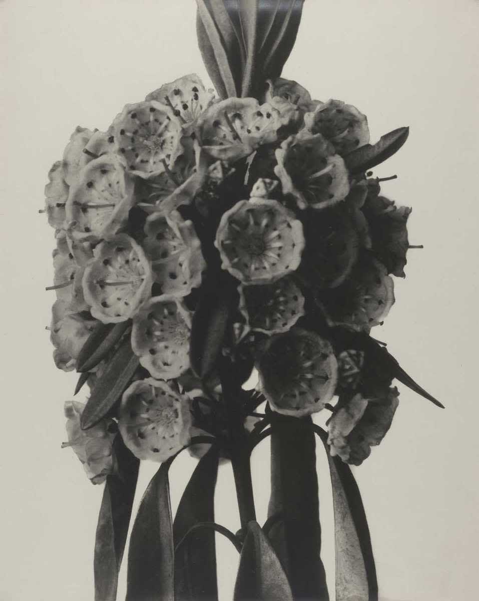 Kalmia angustifolia
