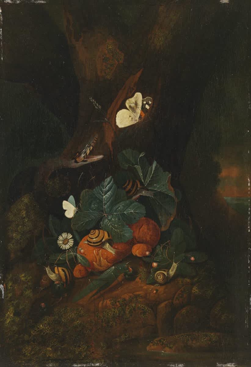 Stillleben mit Schlange, Schnecken und Insekten