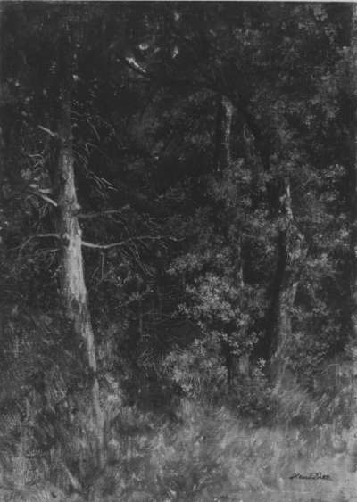 Waldinneres