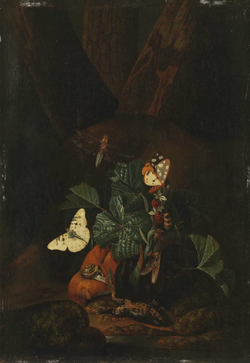 Stillleben mit Schlange, Schnecke und totem Frosch