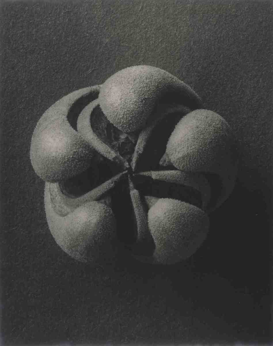 Blumenbachia hieronymi