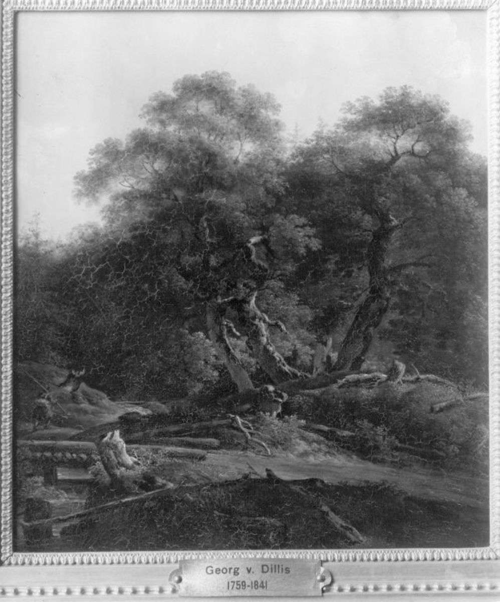 Wald bei Wallgau