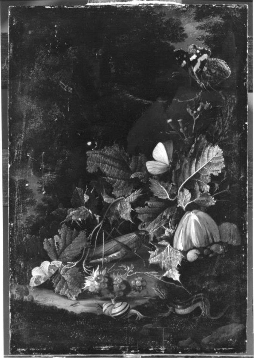 Stillleben: Waldboden mit Heuschrecke