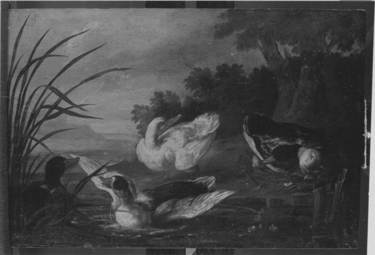 Enten am Gewässer