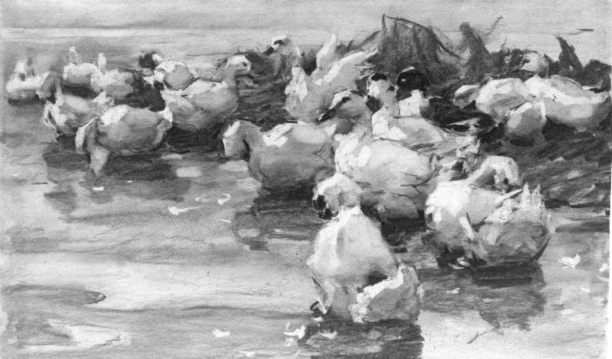 Sich putzende, schwimmende Enten