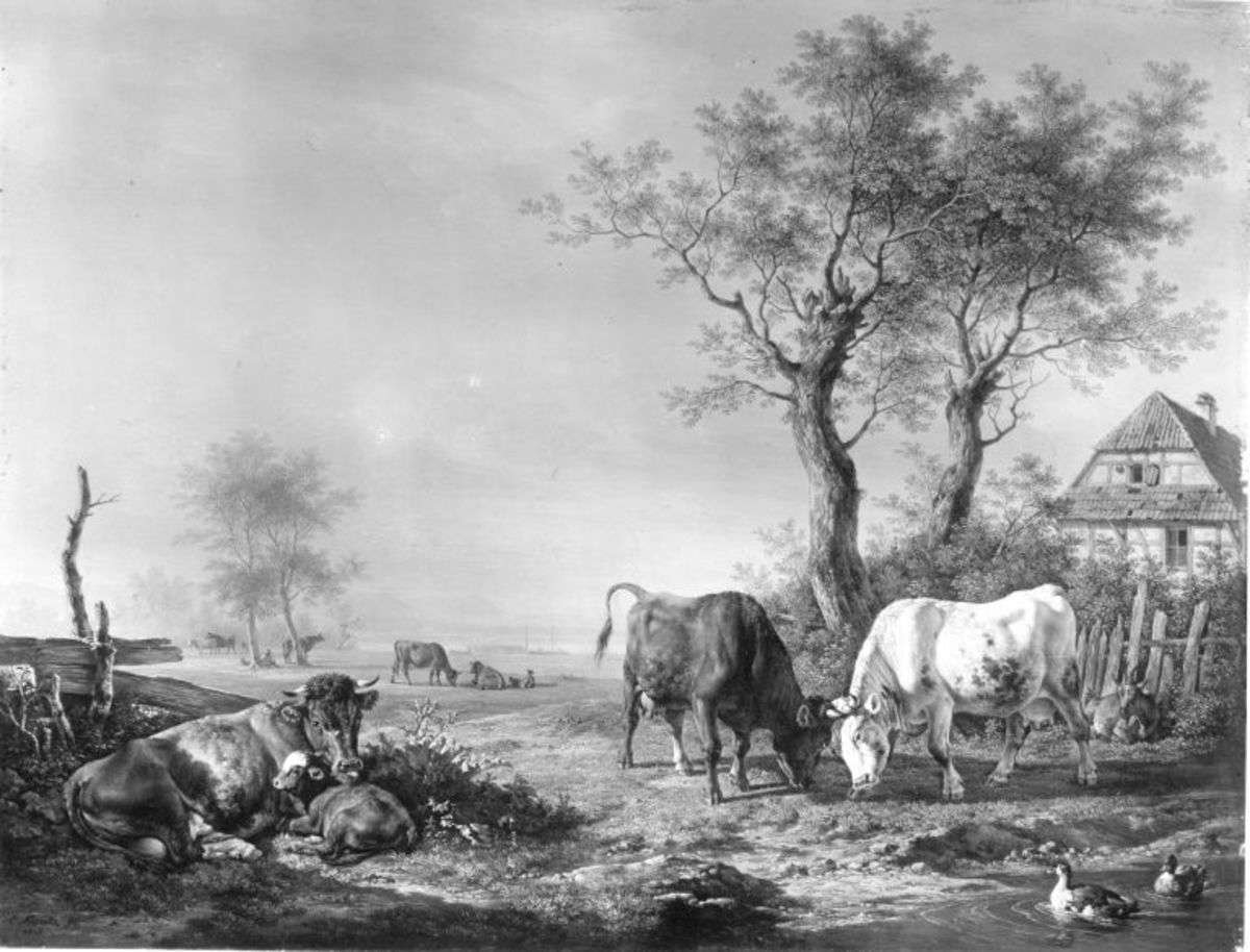 Kämpfende Kühe bei einem Gehöft