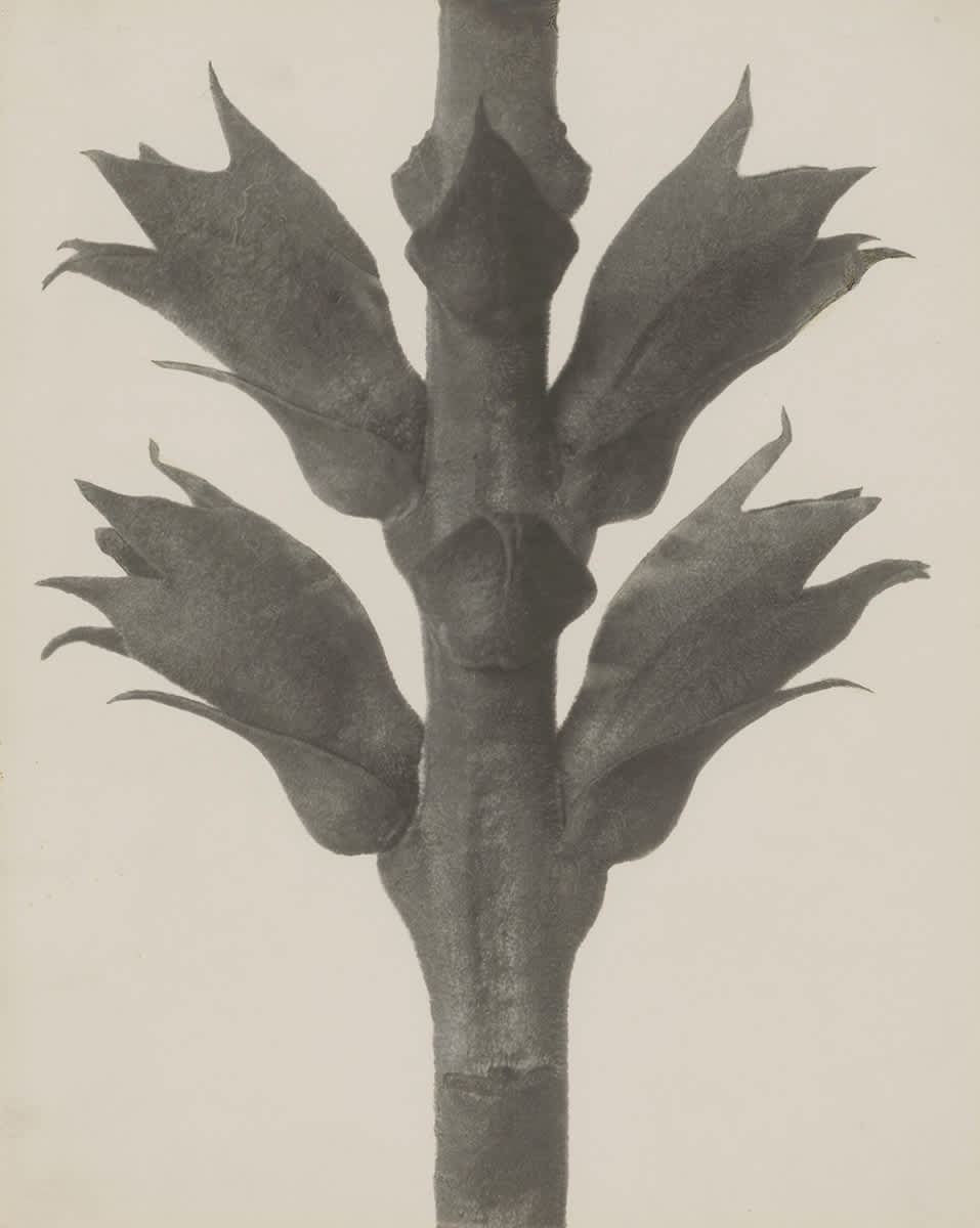 Physostegia virginiana