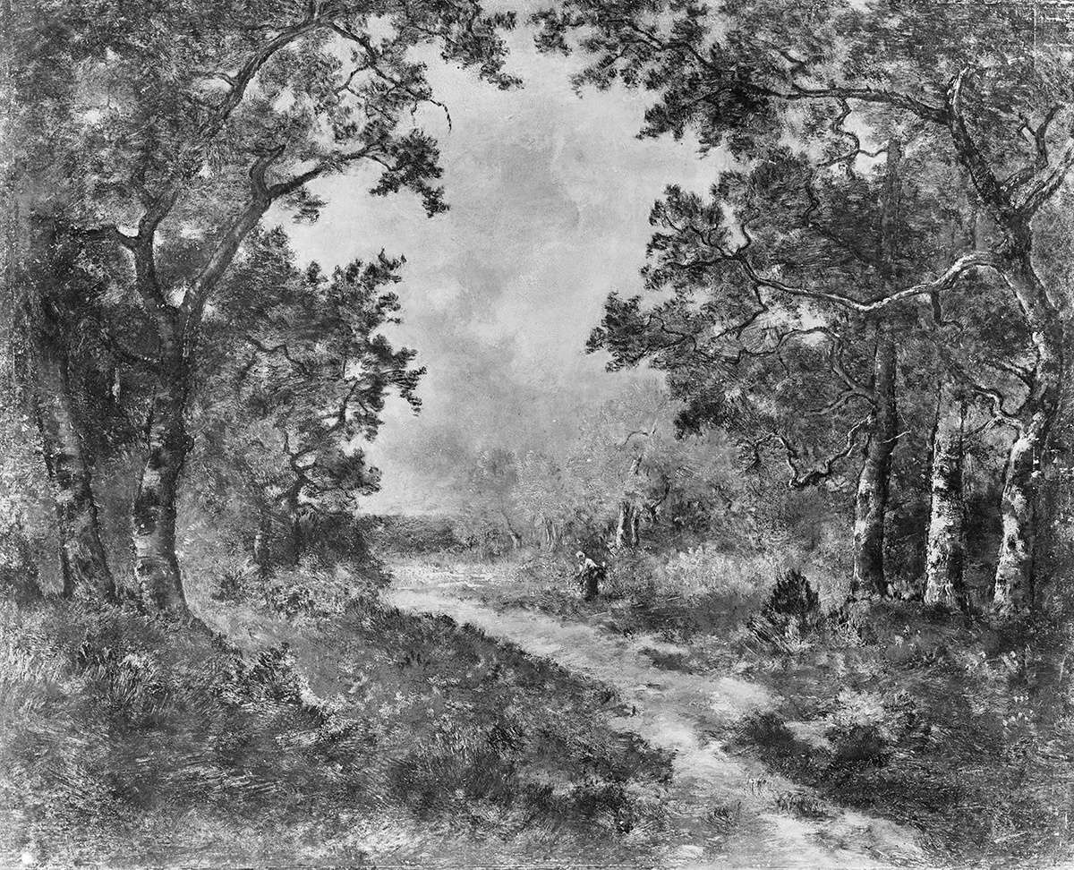 Schneise im Wald von Fontainebleau