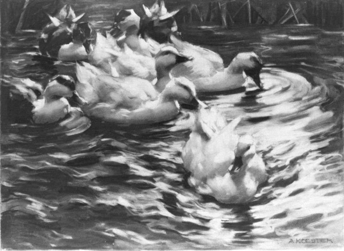 Von links heranschwimmende Enten