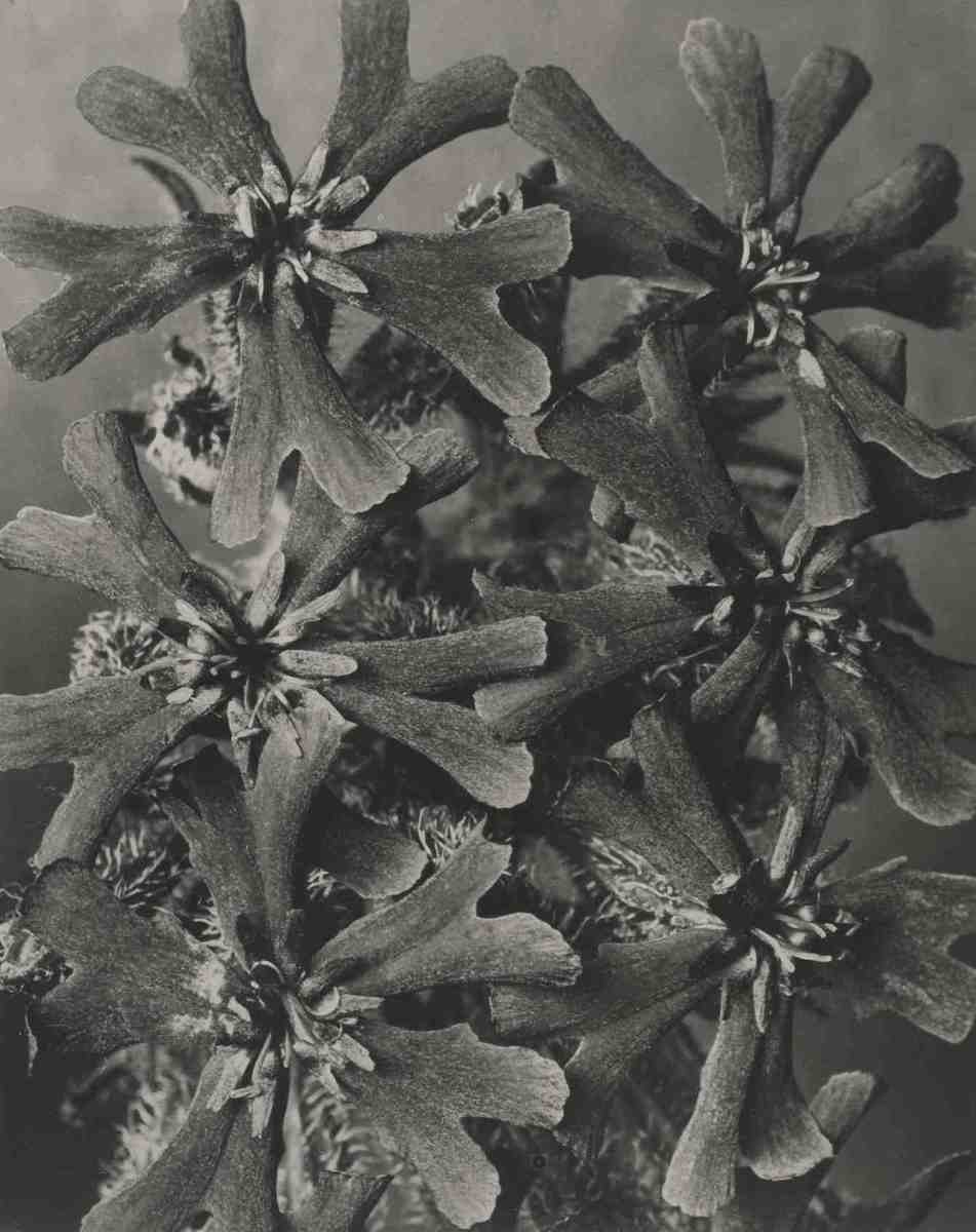 Clematis spec.