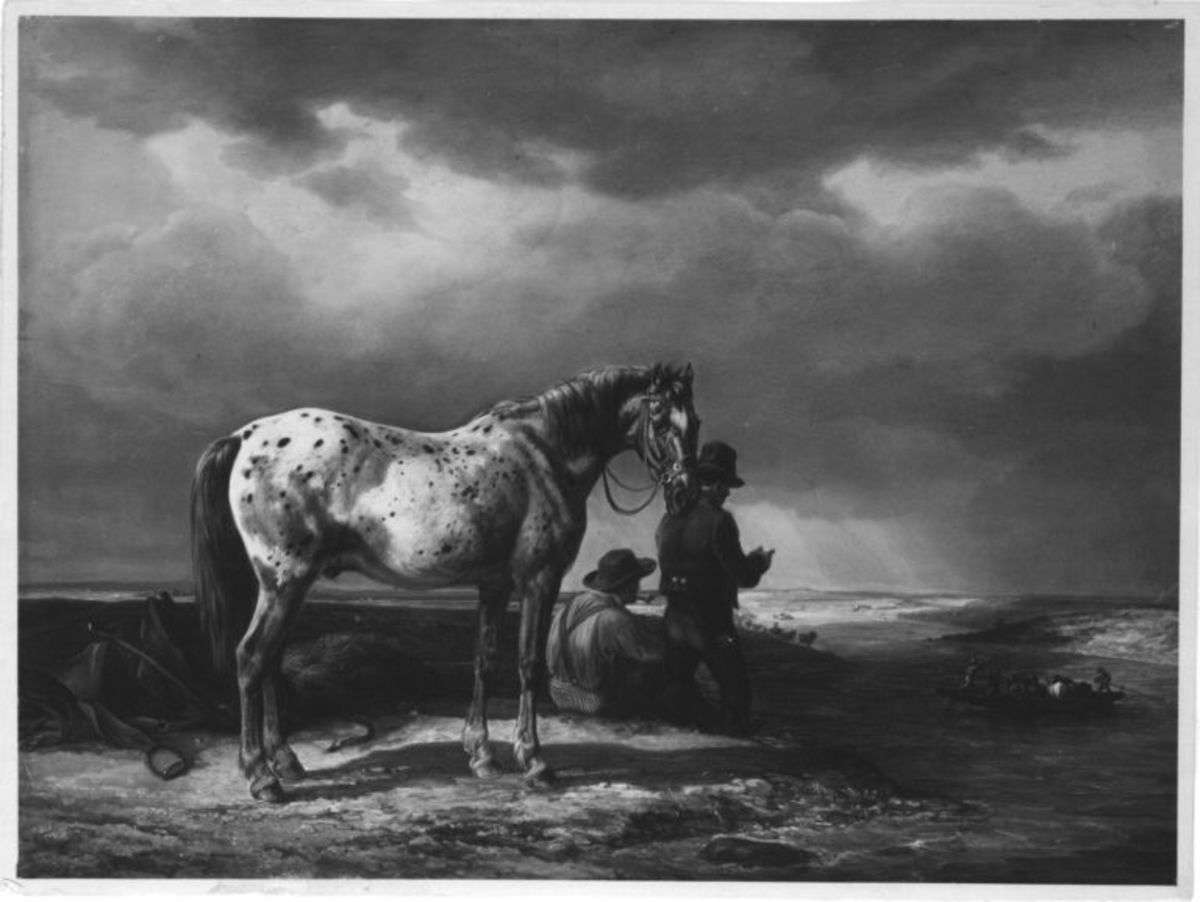 Geflecktes Fuhrpferd bei einer Fähre