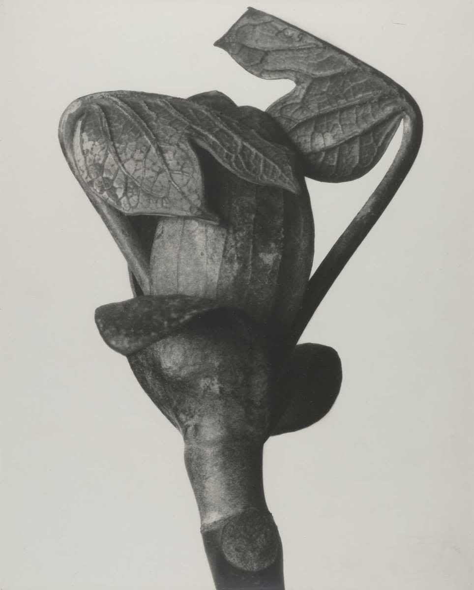 Liriodendron tulipifera