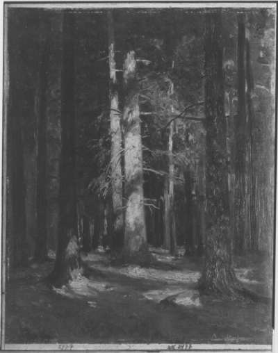 Sonnenschein im Walde