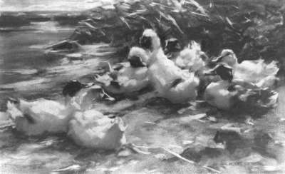 Sich ausruhende Enten