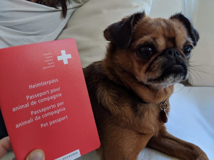 Twiggy with her newly obtained Swiss Pet Passport.